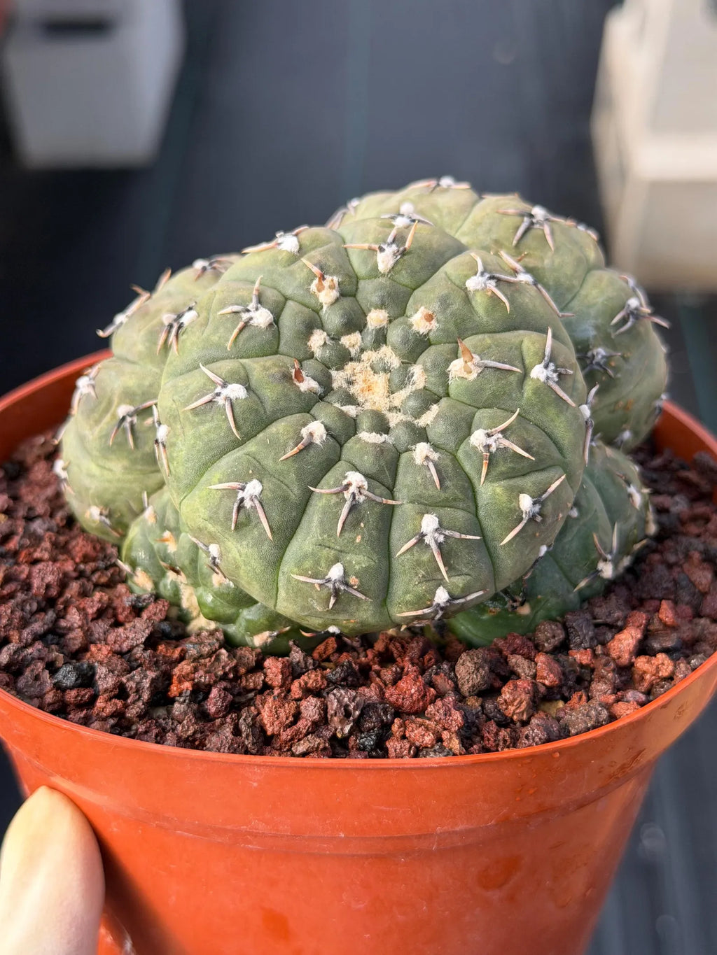 Gymnocalycium Bodenbenderianum 5-Head Cactus – Rare Live Plant #324