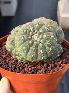 Gymnocalycium Bodenbenderianum 5-Head Cactus – Rare Live Plant #324