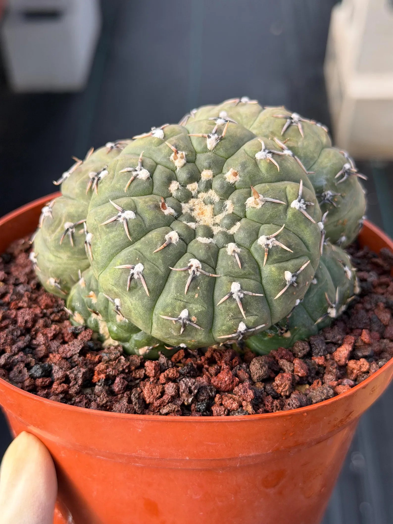 Gymnocalycium Bodenbenderianum 5-Head Cactus – Rare Live Plant #324