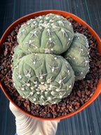 Gymnocalycium Bodenbenderianum 5-Head Cactus – Rare Live Plant #324
