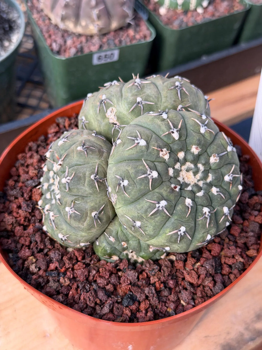 Gymnocalycium Bodenbenderianum 5-Head Cactus – Rare Live Plant #324