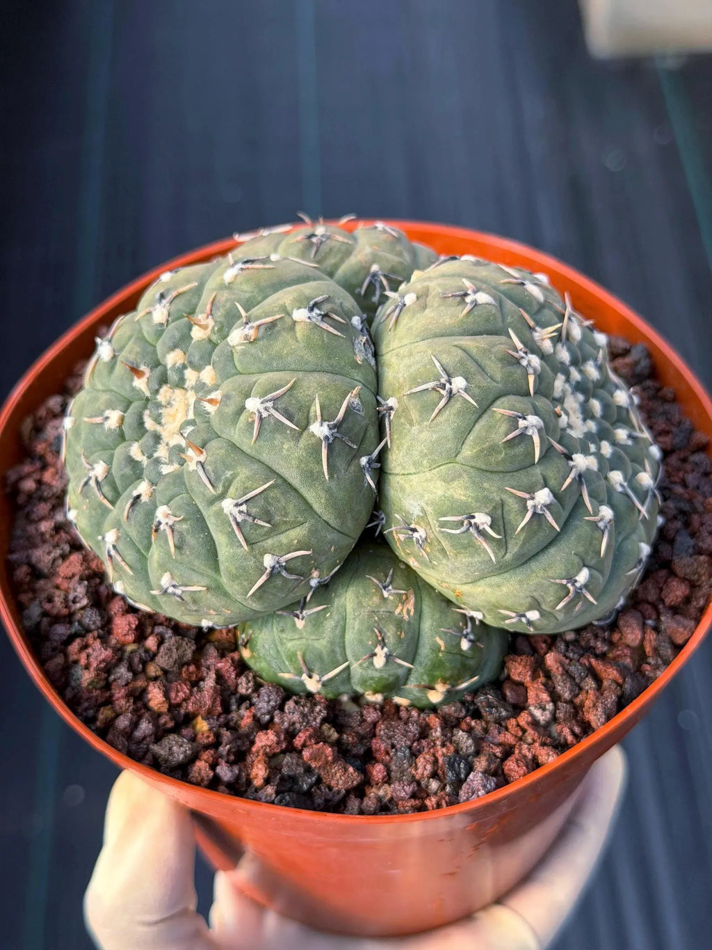 Gymnocalycium Bodenbenderianum 5-Head Cactus – Rare Live Plant #324