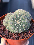 Gymnocalycium Bodenbenderianum 5-Head Cactus – Rare Live Plant #324