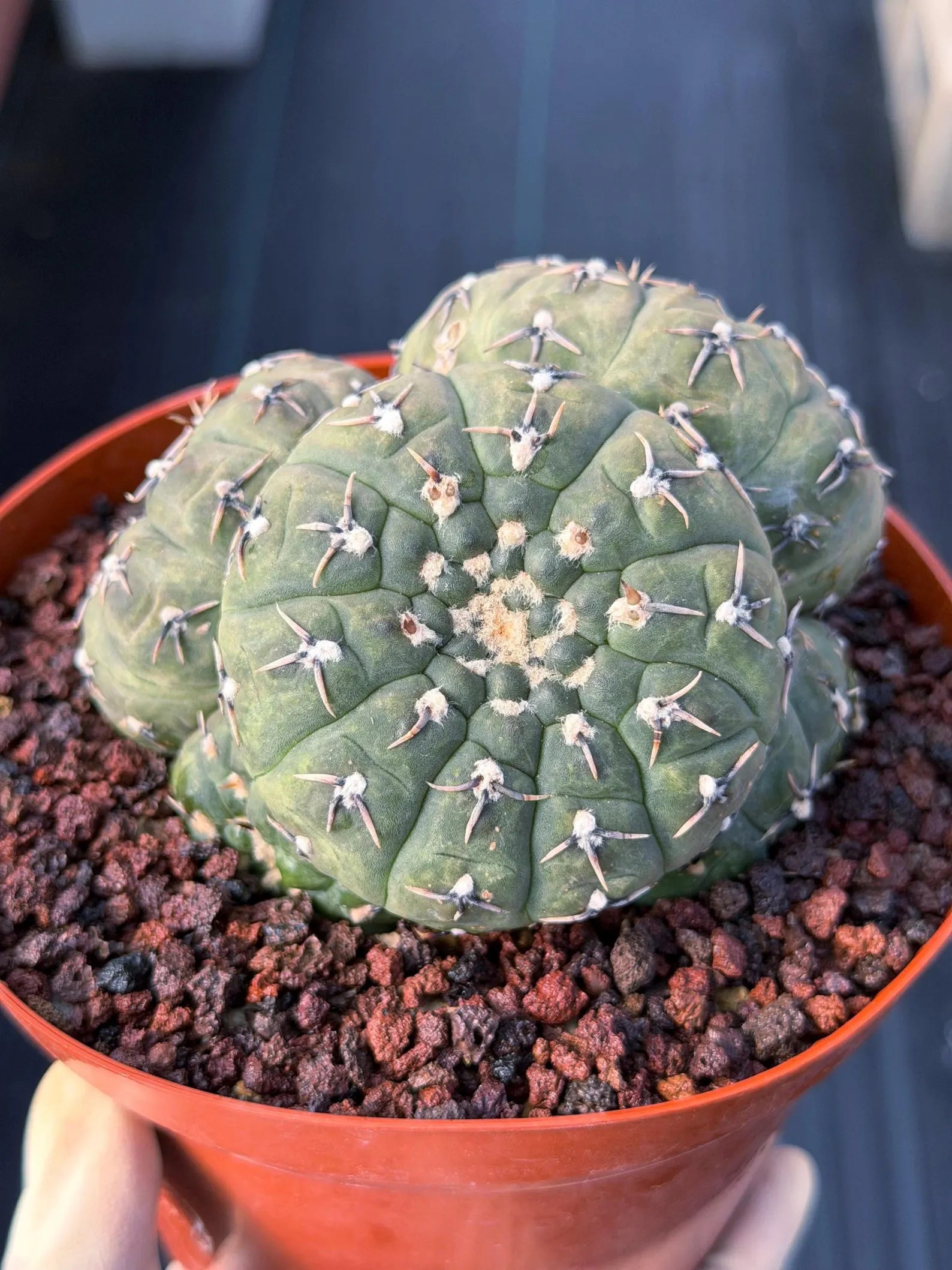 Gymnocalycium Bodenbenderianum 5-Head Cactus – Rare Live Plant #324