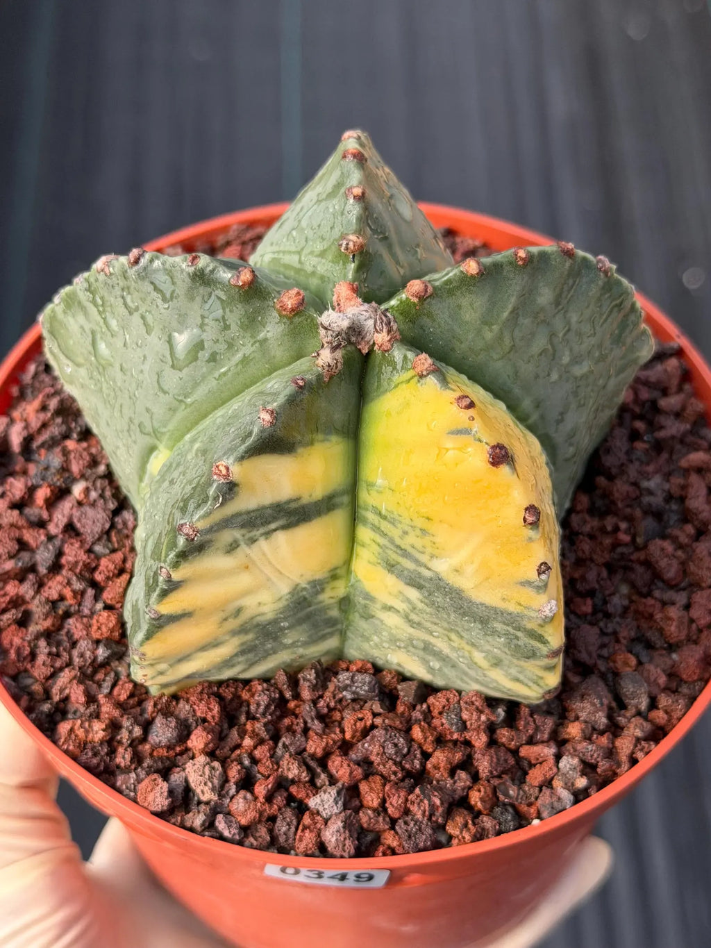 Variegated Astrophytum Myriostigma | Rare Live Collector Cactus #349