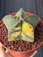 Variegated Astrophytum Myriostigma | Rare Live Collector Cactus #349