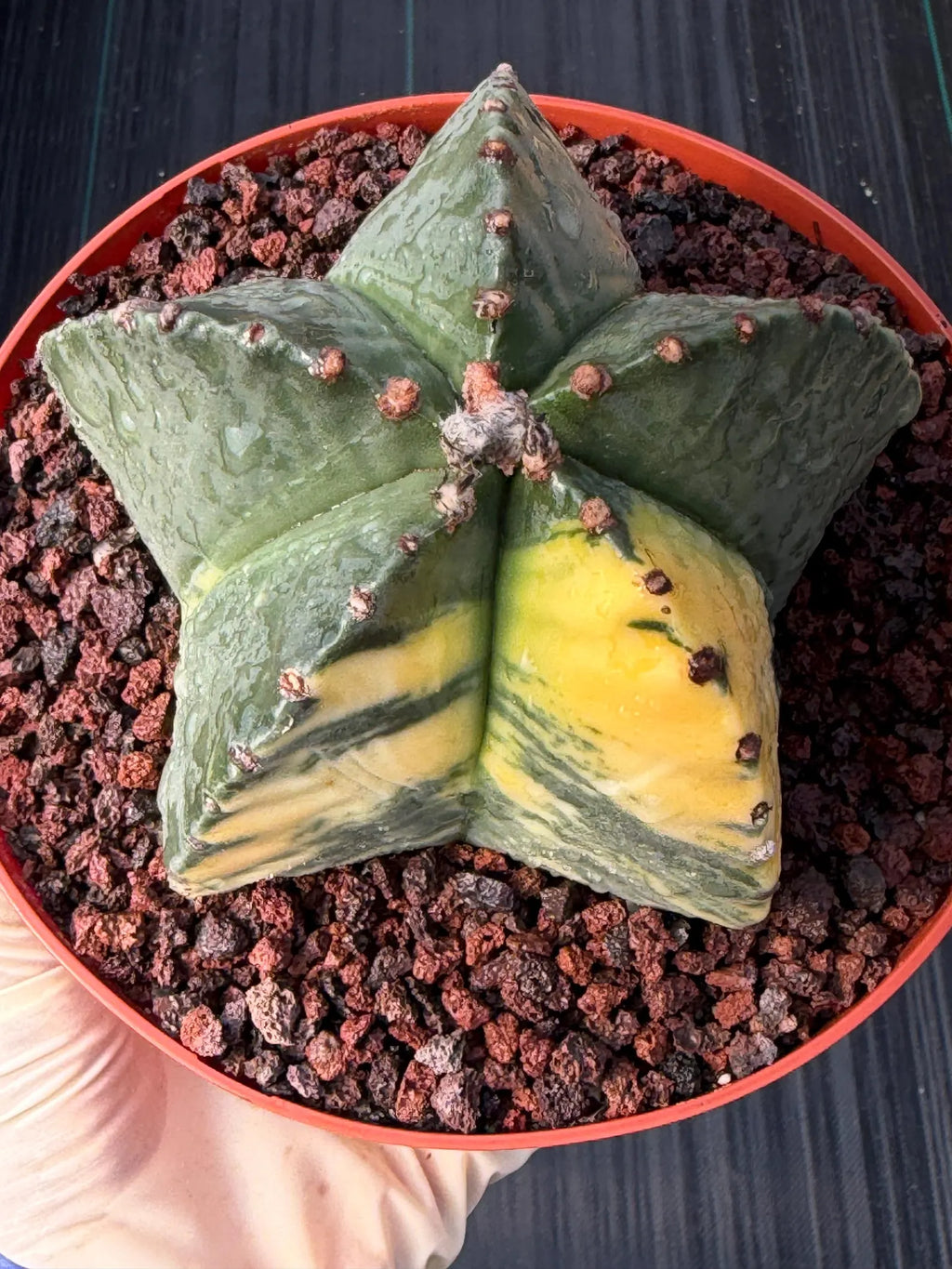 Variegated Astrophytum Myriostigma | Rare Live Collector Cactus #349