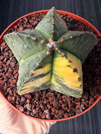 Variegated Astrophytum Myriostigma | Rare Live Collector Cactus #349