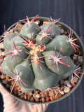 Thelocactus Hexaedrophorus Rare Seed Grown Live Cactus – Exact Collector Plant #335