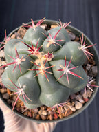Thelocactus Hexaedrophorus Rare Seed Grown Live Cactus – Exact Collector Plant #335