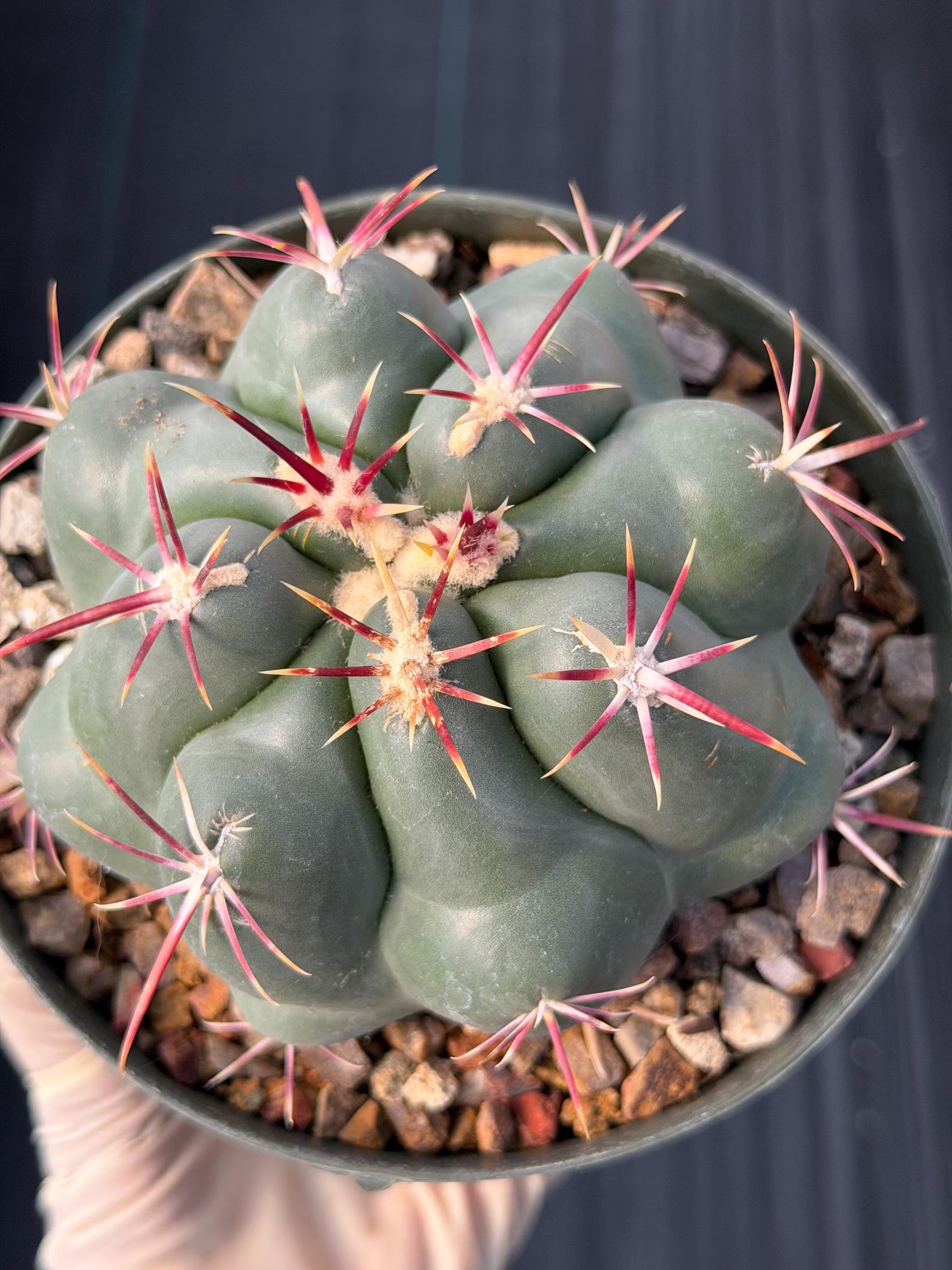 Thelocactus Hexaedrophorus Rare Seed Grown Live Cactus – Exact Collector Plant #335
