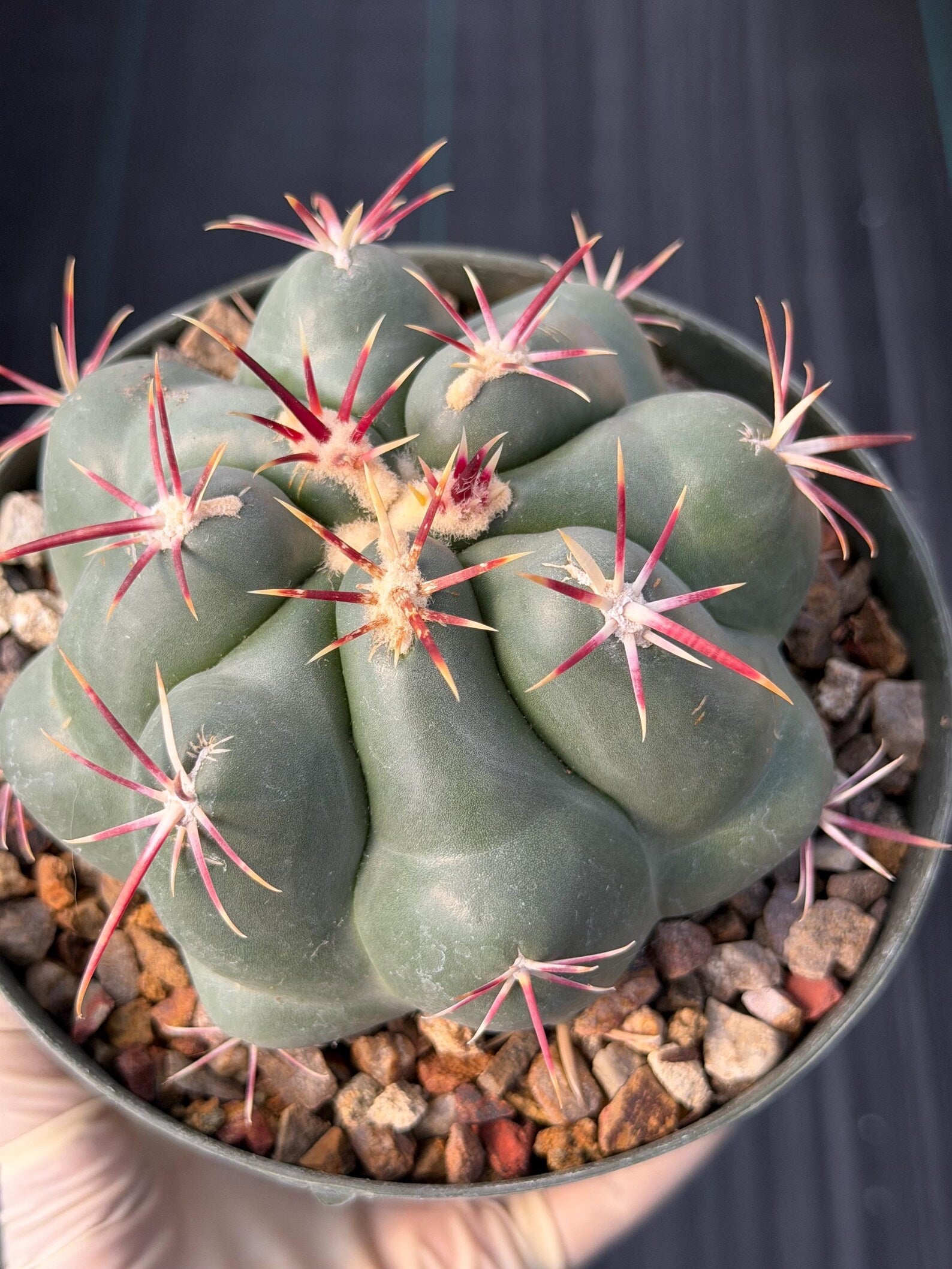 Thelocactus Hexaedrophorus Rare Seed Grown Live Cactus – Exact Collector Plant #335