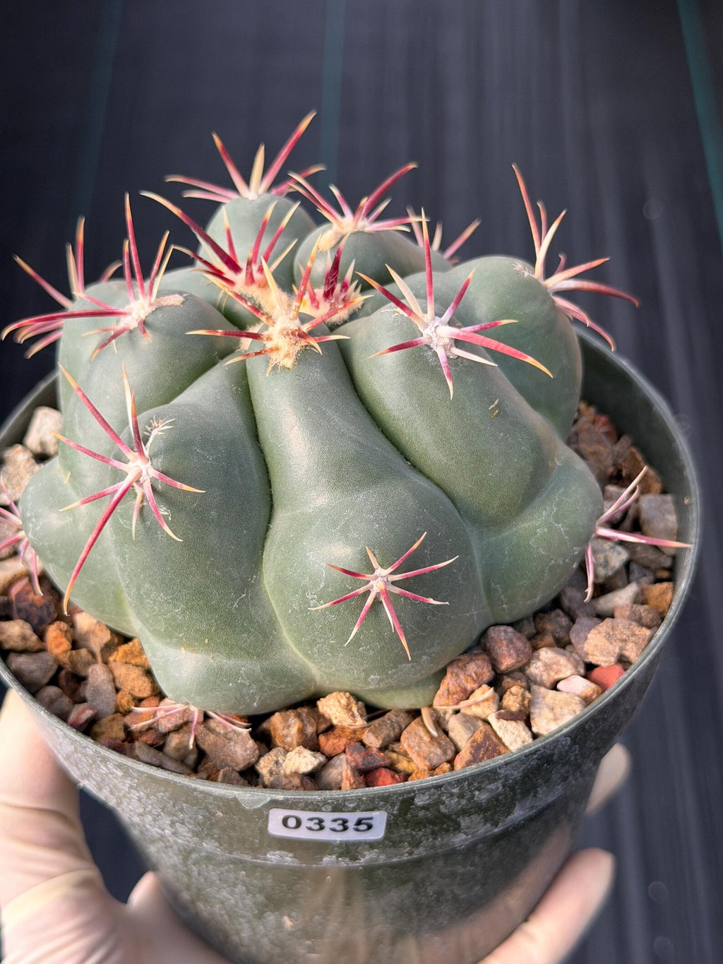 Thelocactus Hexaedrophorus Rare Seed Grown Live Cactus – Exact Collector Plant #335