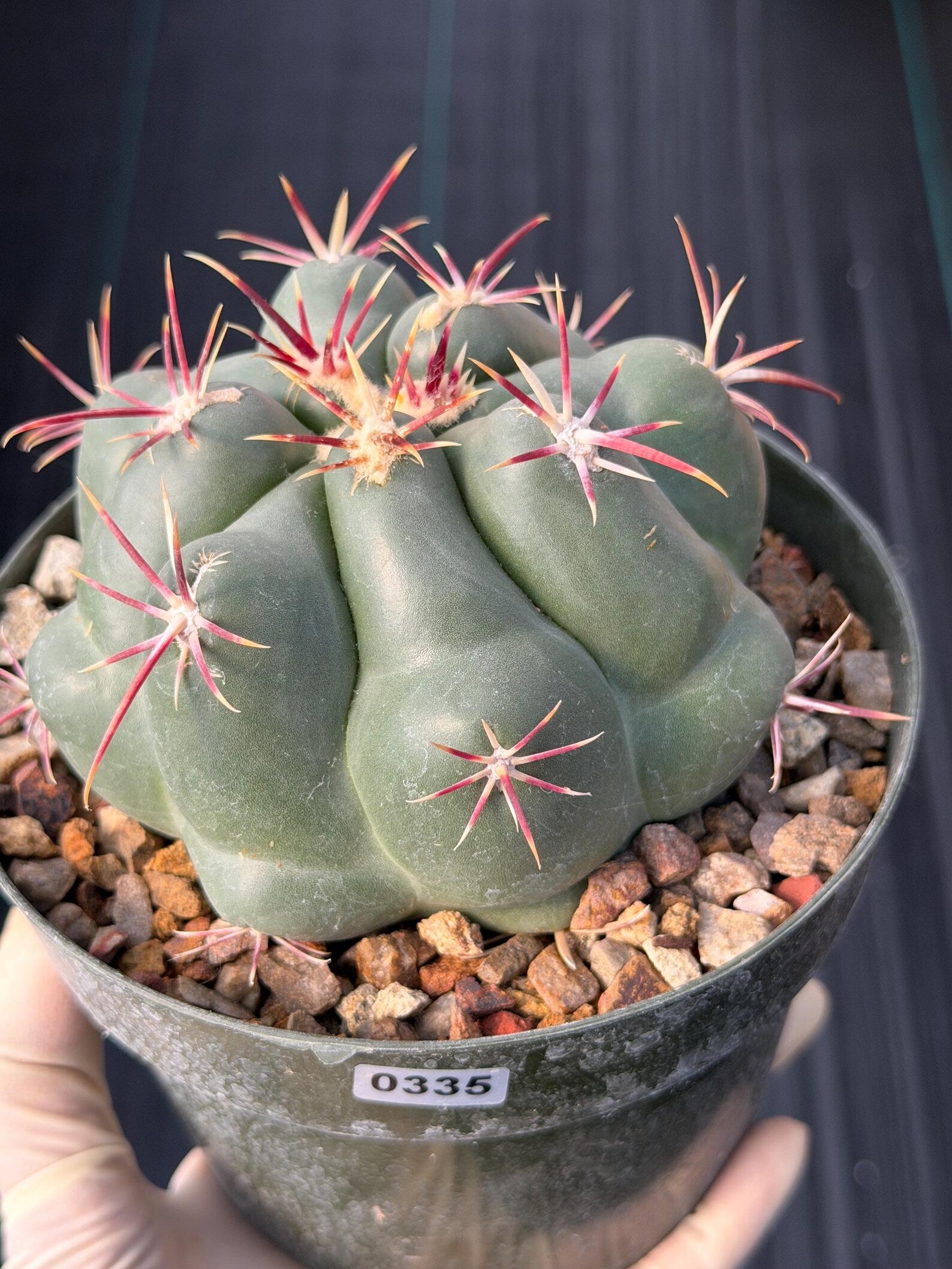 Thelocactus Hexaedrophorus Rare Seed Grown Live Cactus – Exact Collector Plant #335