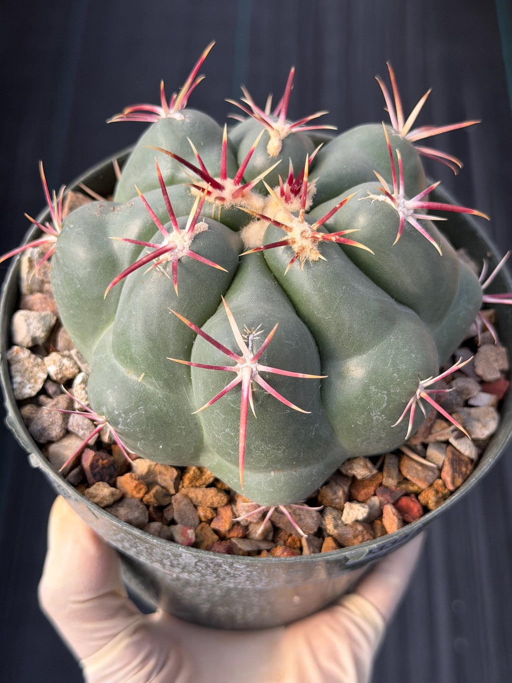 Thelocactus Hexaedrophorus Rare Seed Grown Live Cactus – Exact Collector Plant #335