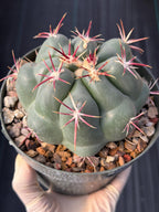 Thelocactus Hexaedrophorus Rare Seed Grown Live Cactus – Exact Collector Plant #335