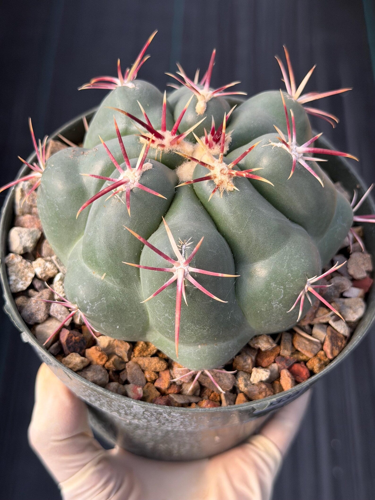 Thelocactus Hexaedrophorus Rare Seed Grown Live Cactus – Exact Collector Plant #335