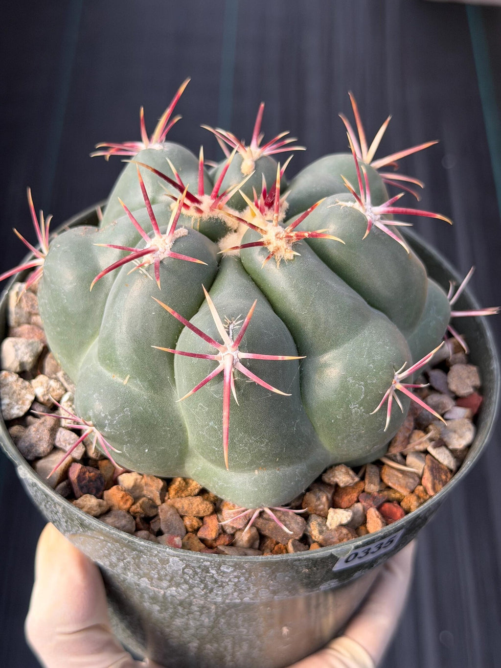 Thelocactus Hexaedrophorus Rare Seed Grown Live Cactus – Exact Collector Plant #335