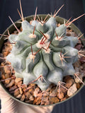 Thelocactus Rinconensis Seed Grown Rare Cactus – Live Plant #353