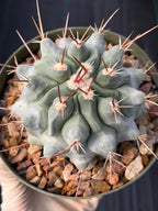 Thelocactus Rinconensis Seed Grown Rare Cactus – Live Plant #353