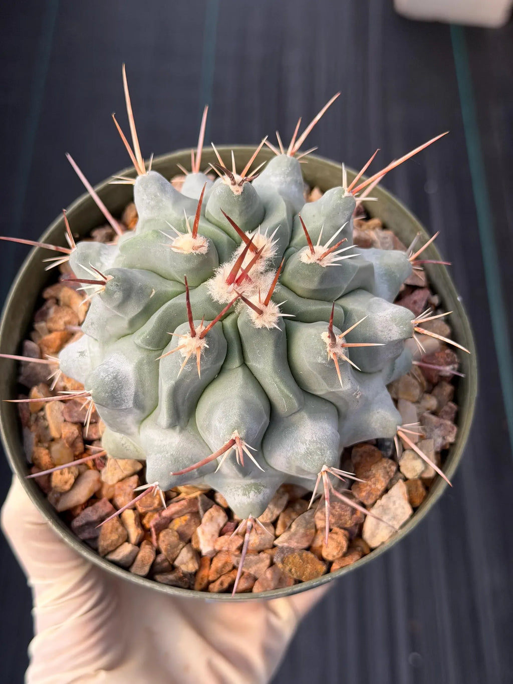 Thelocactus Rinconensis Seed Grown Rare Cactus – Live Plant #353