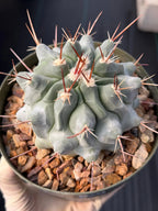 Thelocactus Rinconensis Seed Grown Rare Cactus – Live Plant #353
