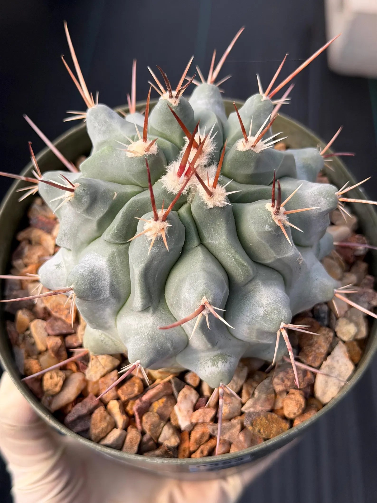 Thelocactus Rinconensis Seed Grown Rare Cactus – Live Plant #353