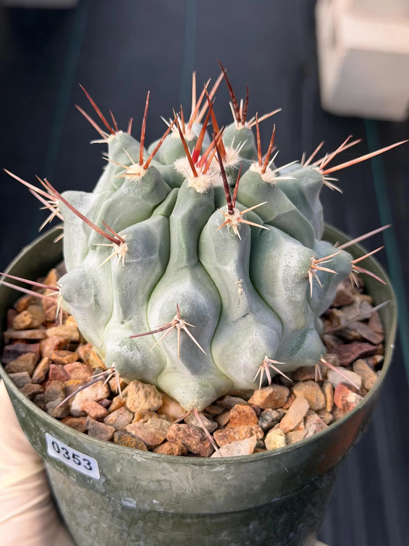 Thelocactus Rinconensis Seed Grown Rare Cactus – Live Plant #353