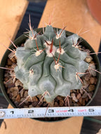 Thelocactus Rinconensis Seed Grown Rare Cactus – Live Plant #353