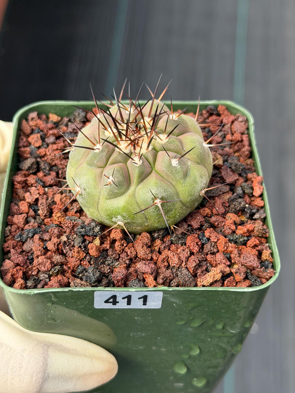 Copiapoa Cinerea Rare Collector Cactus – Live Plant #411