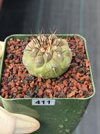 Copiapoa Cinerea Rare Collector Cactus – Live Plant #411