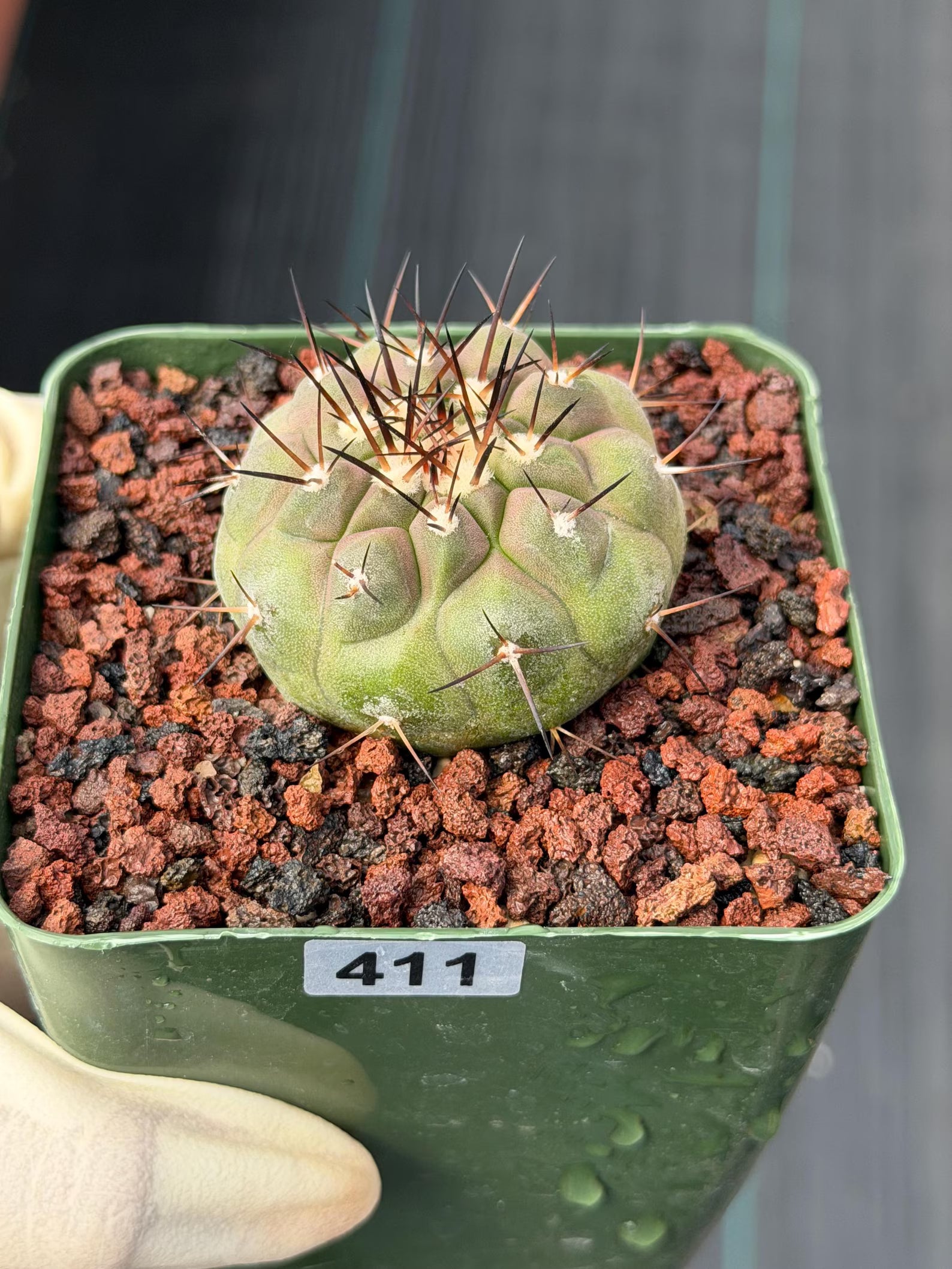 Copiapoa Cinerea Rare Collector Cactus – Live Plant #411