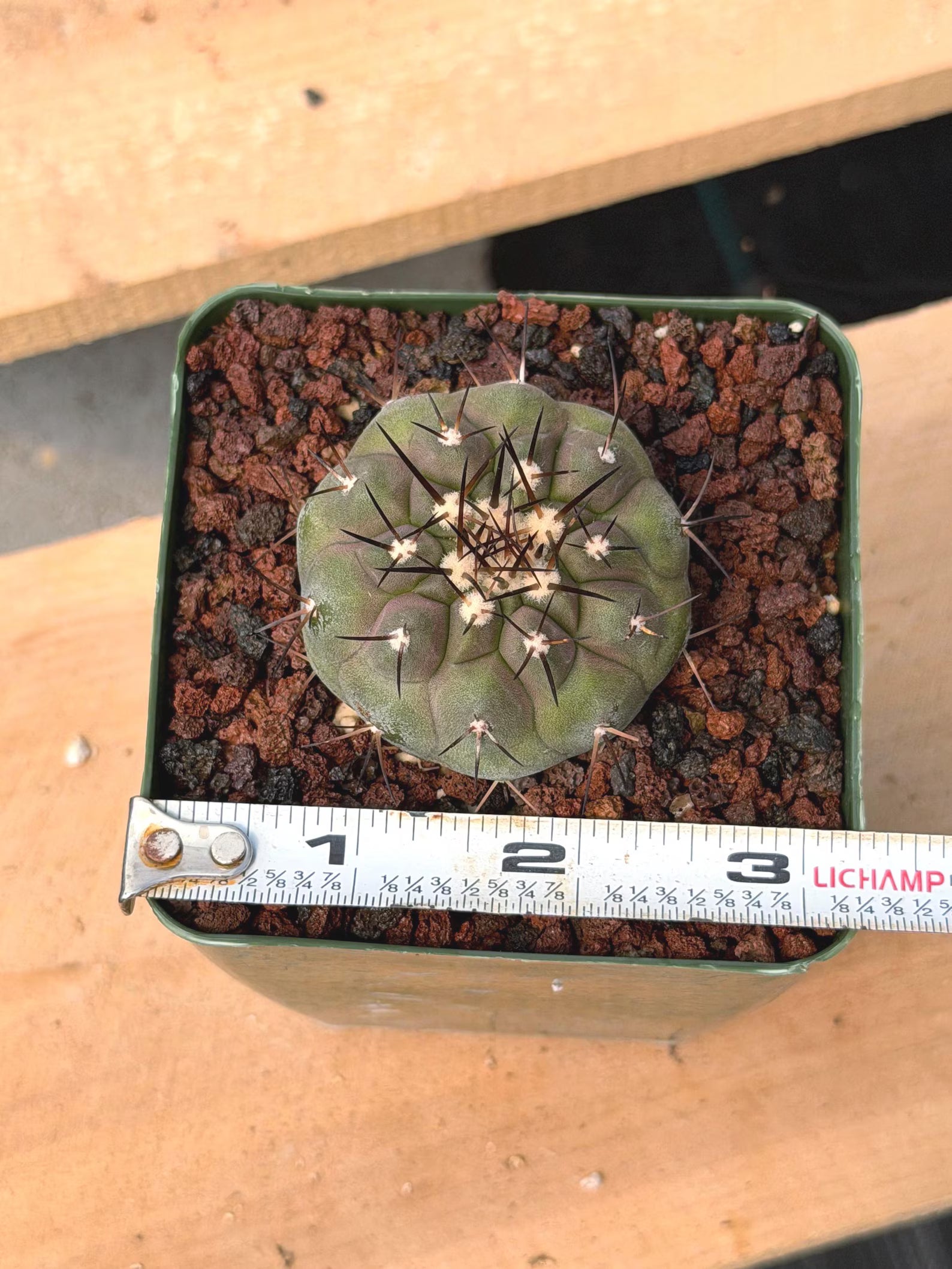 Copiapoa Cinerea Rare Collector Cactus – Live Plant #411
