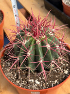 Ferocactus Gracilis Red Spine Barrel Cactus | Rare Live Cactus Plant #512