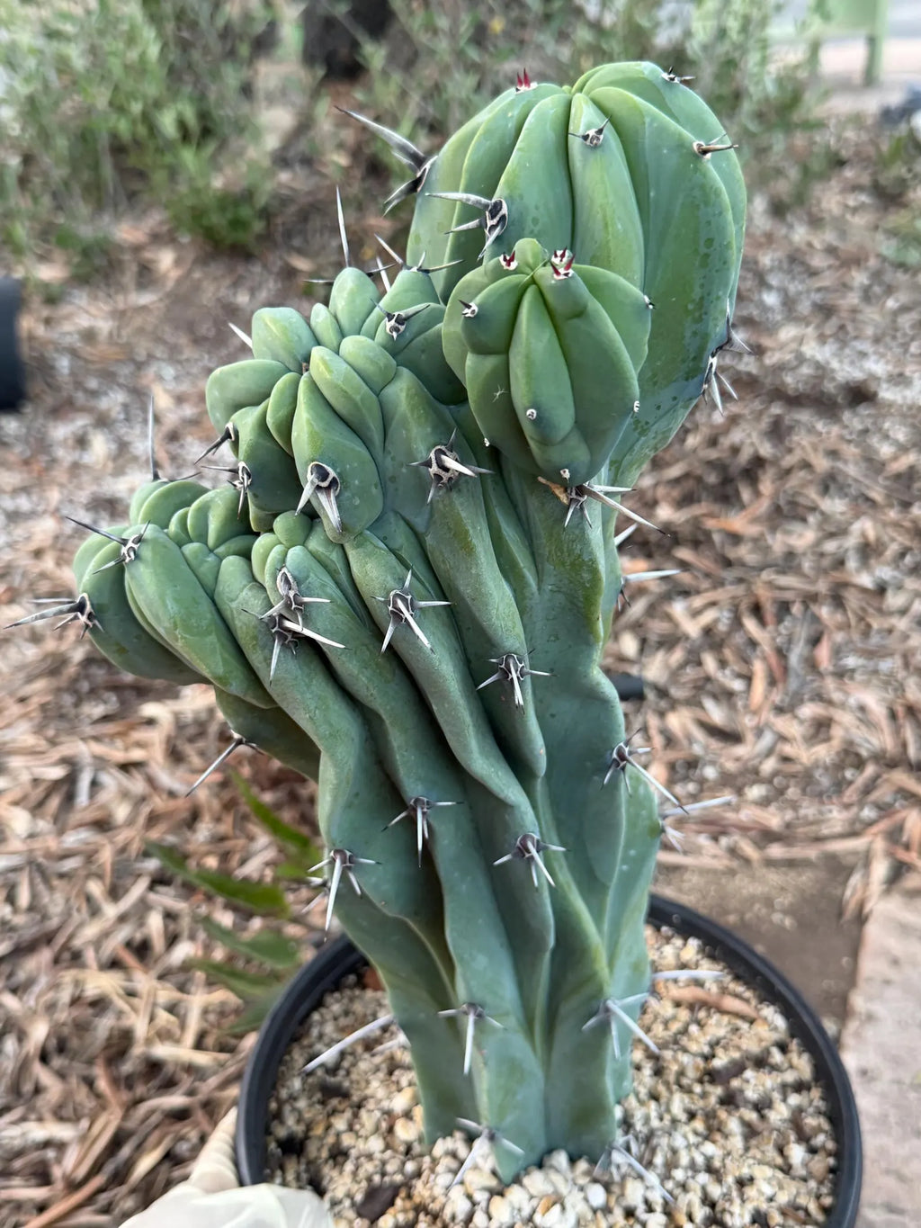 Crested Blue Myrtle Cactus | Rare Fan-Shaped Crested Plant