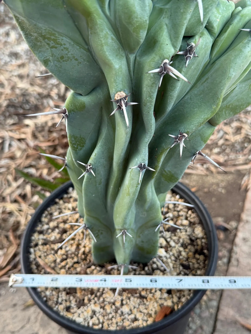 Crested Blue Myrtle Cactus | Rare Fan-Shaped Crested Plant
