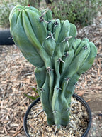 Crested Blue Myrtle Cactus | Rare Fan-Shaped Crested Plant