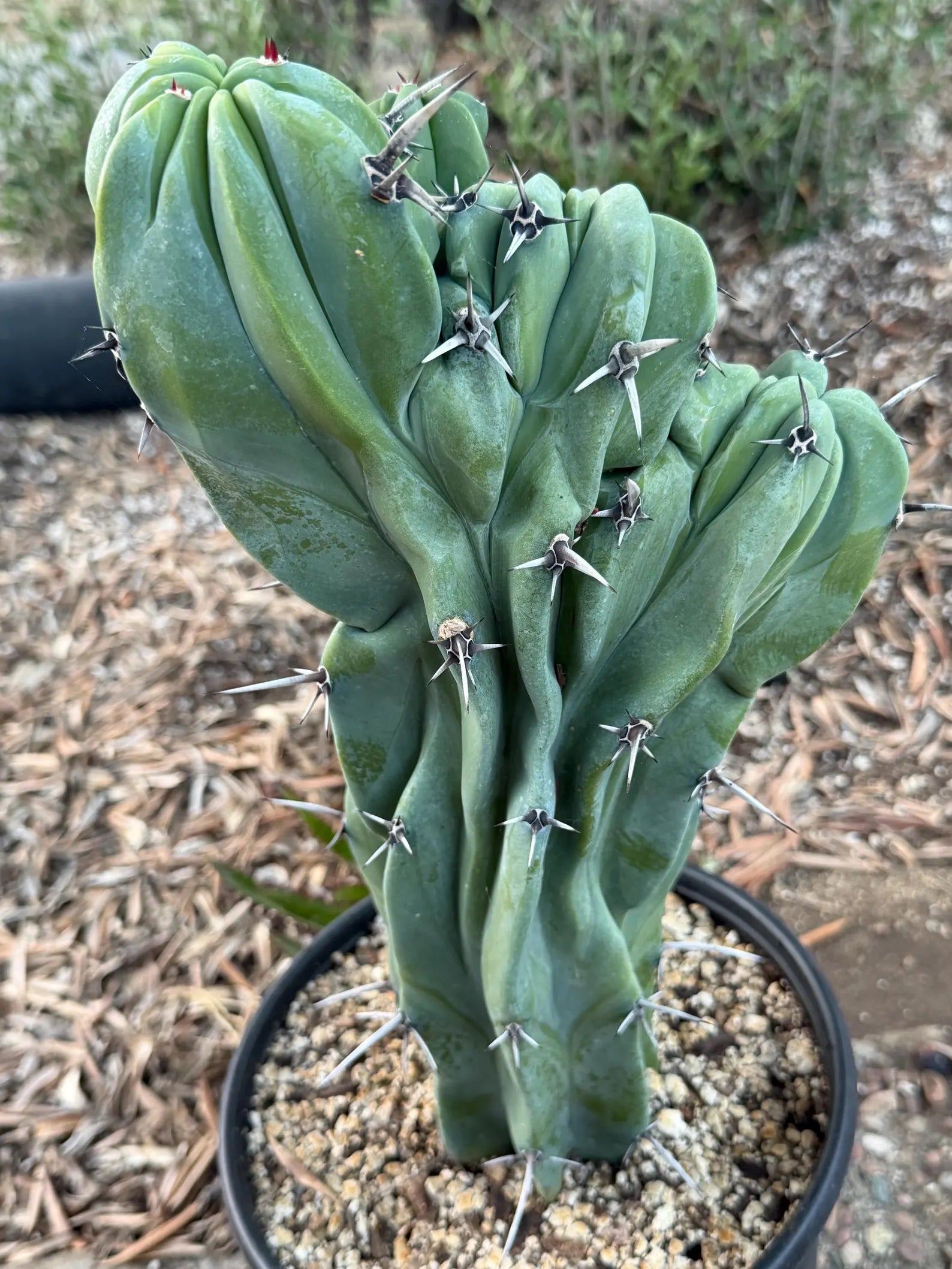 Crested Blue Myrtle Cactus | Rare Fan-Shaped Crested Plant