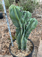 Crested Blue Myrtle Cactus | Rare Fan-Shaped Crested Plant