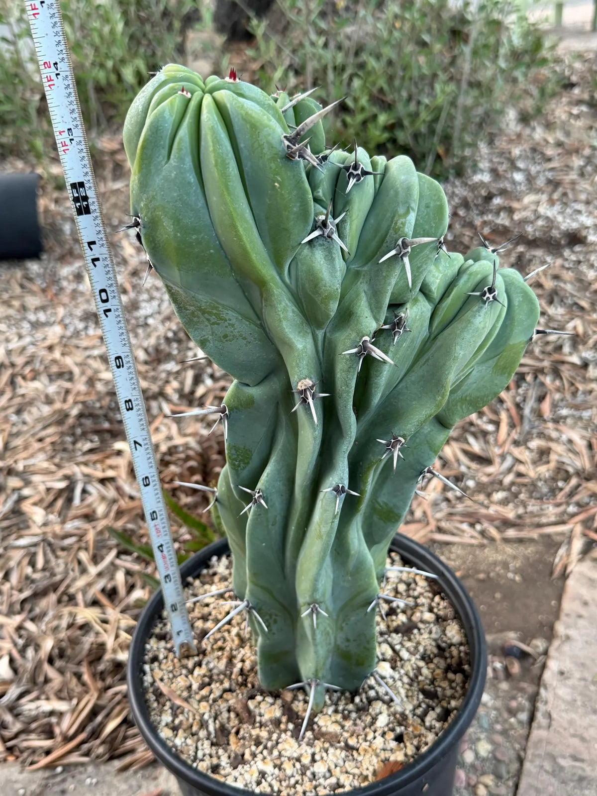 Crested Blue Myrtle Cactus | Rare Fan-Shaped Crested Plant