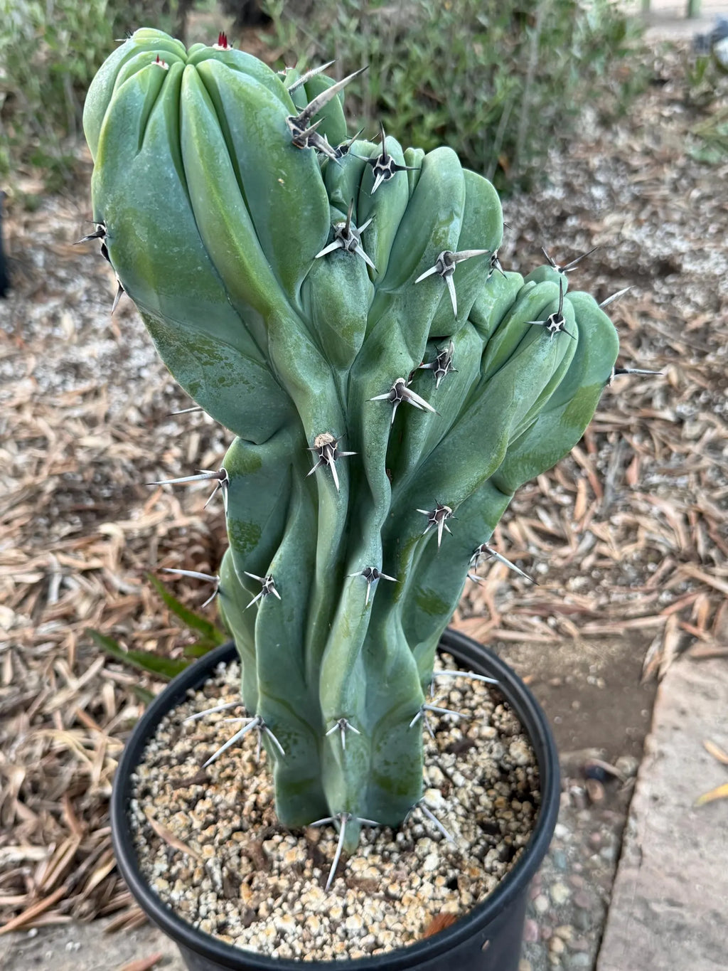Crested Blue Myrtle Cactus | Rare Fan-Shaped Crested Plant