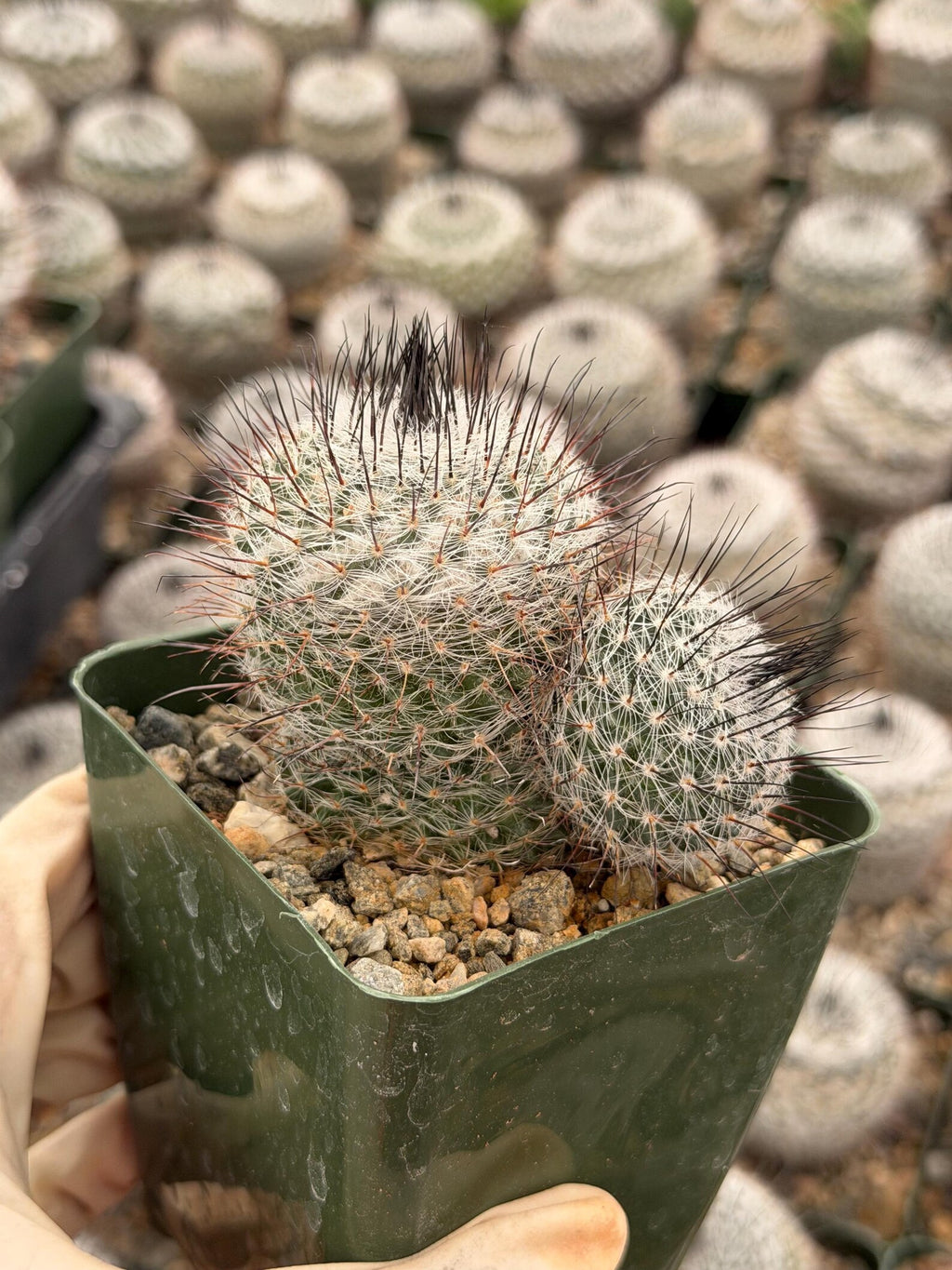 Mammillaria ritteriana Live Cactus | Rare Collector Succulent Plant
