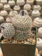 Mammillaria ritteriana Live Cactus | Rare Collector Succulent Plant
