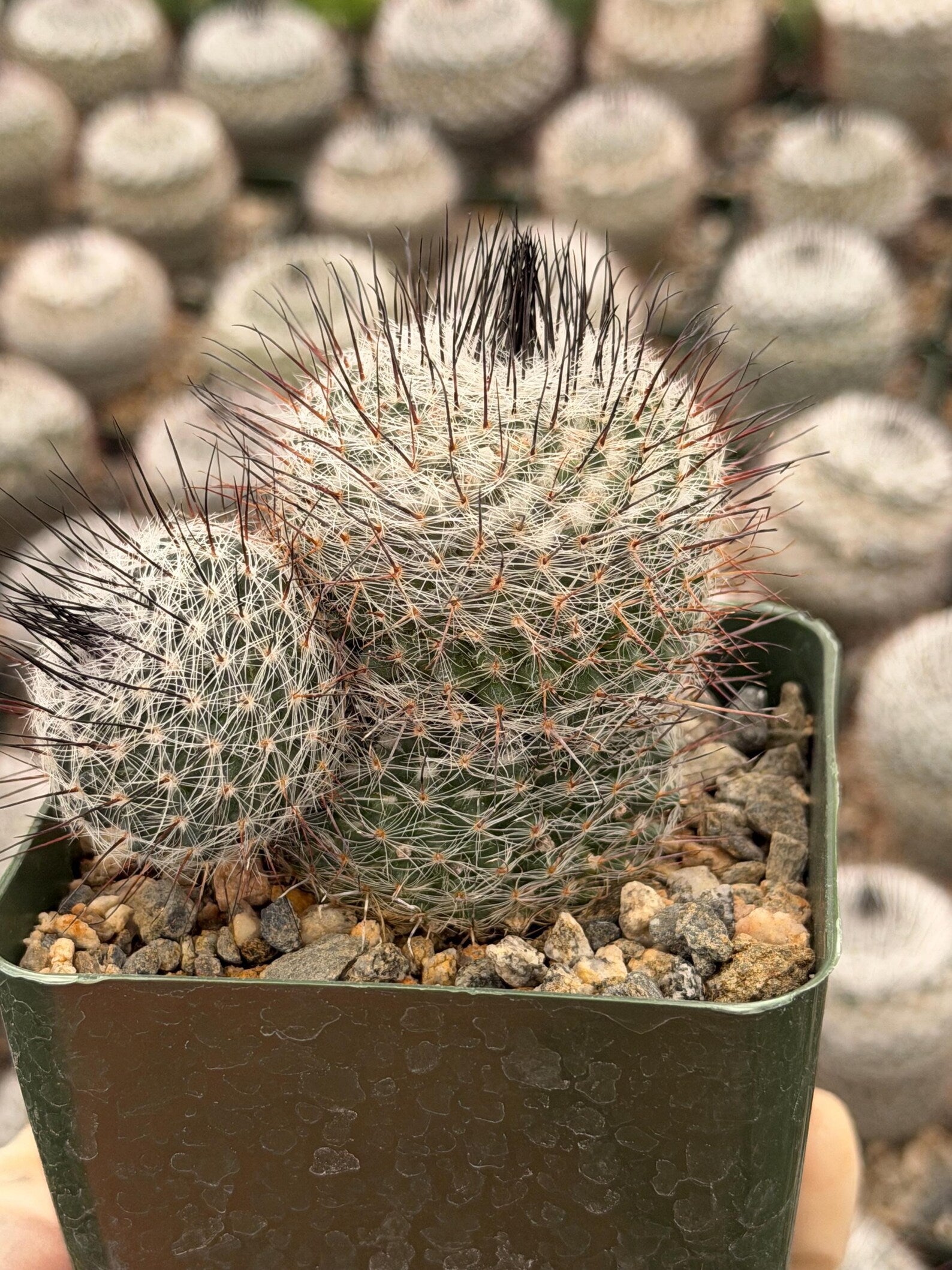 Mammillaria ritteriana Live Cactus | Rare Collector Succulent Plant