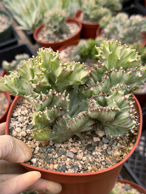 6 Inch Crested Euphorbia Lactea Coral Cactus | Rare Live Succulent Plant