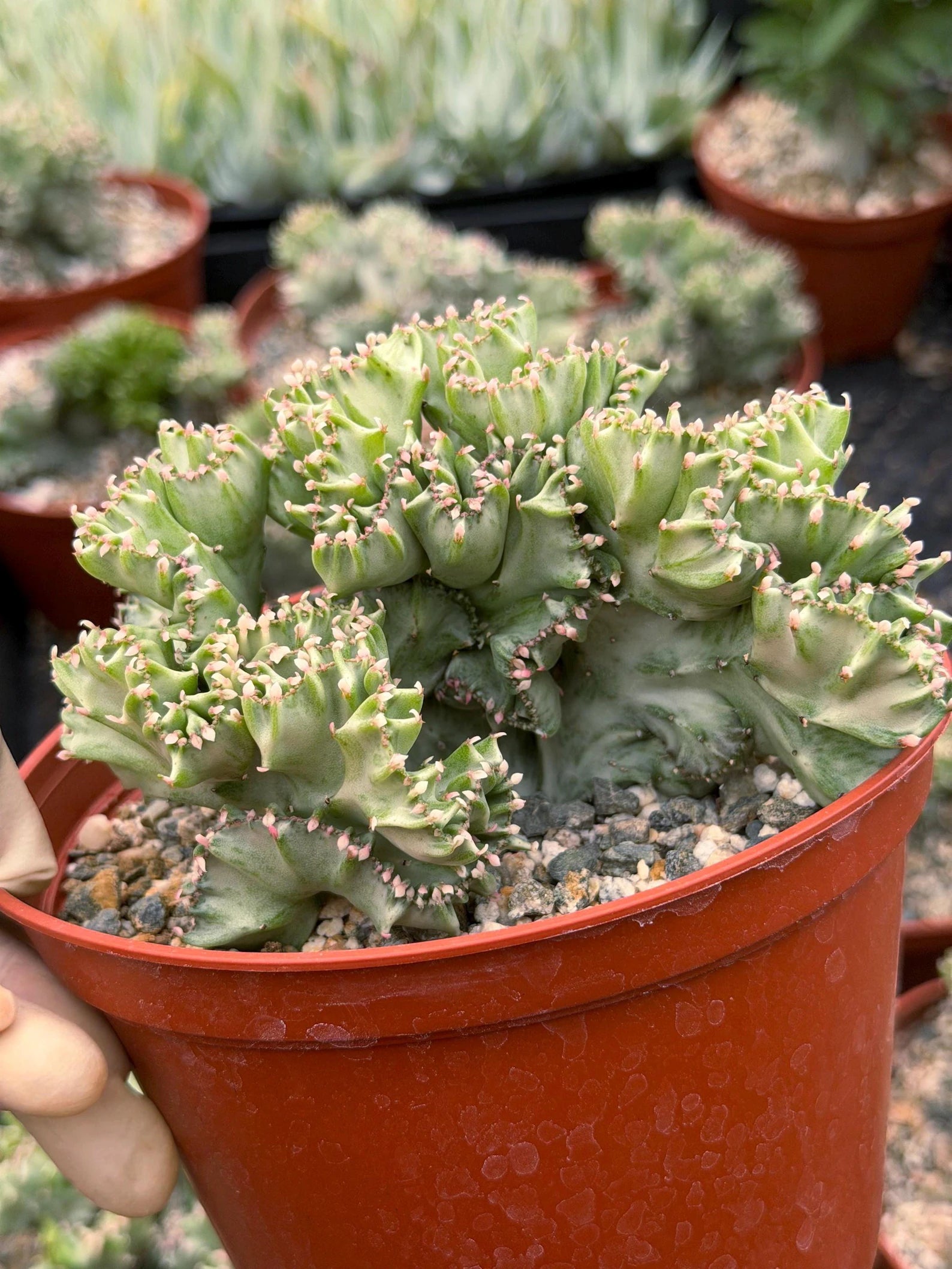 6 Inch Crested Euphorbia Lactea Coral Cactus | Rare Live Succulent Plant