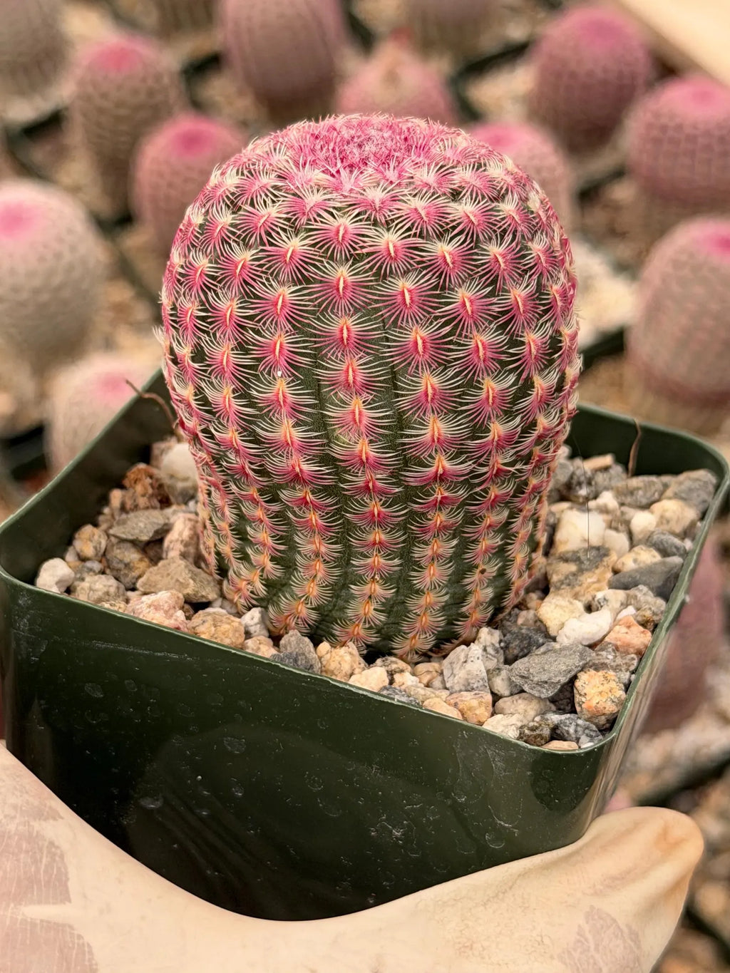 6” Rainbow Cactus | Seed Grown Rare Live Cactus Plant | Pink Colorful Cactus