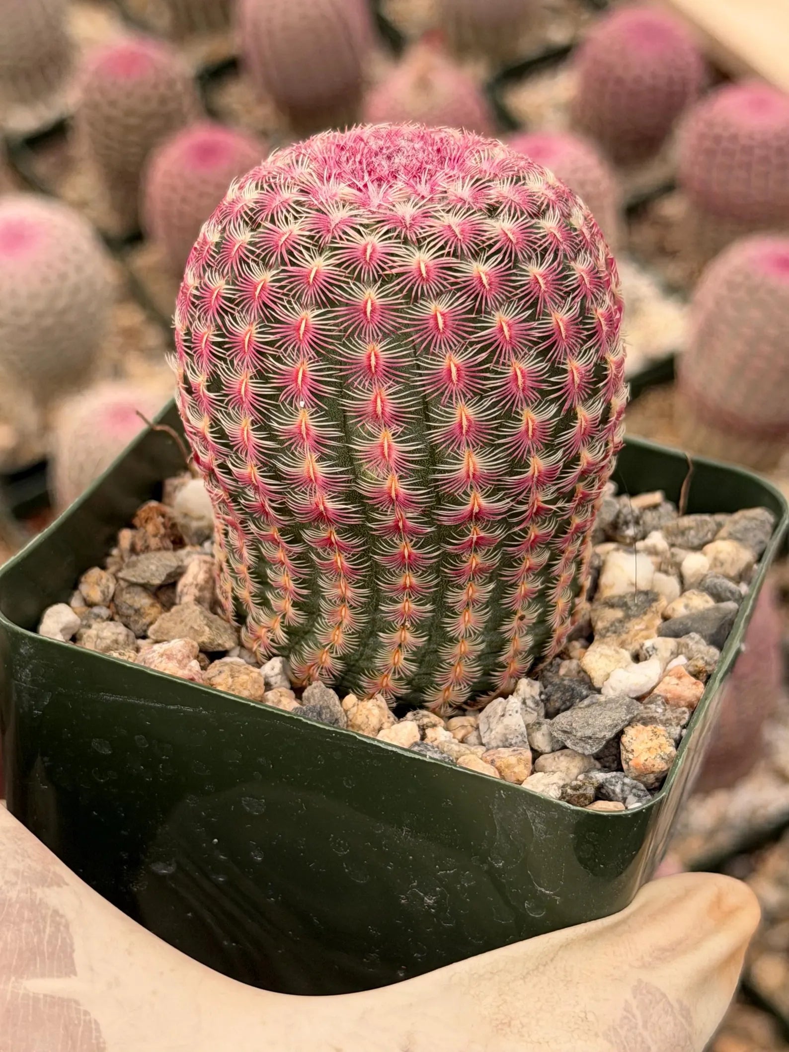 6” Rainbow Cactus | Seed Grown Rare Live Cactus Plant | Pink Colorful Cactus