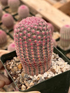 6” Rainbow Cactus | Seed Grown Rare Live Cactus Plant | Pink Colorful Cactus