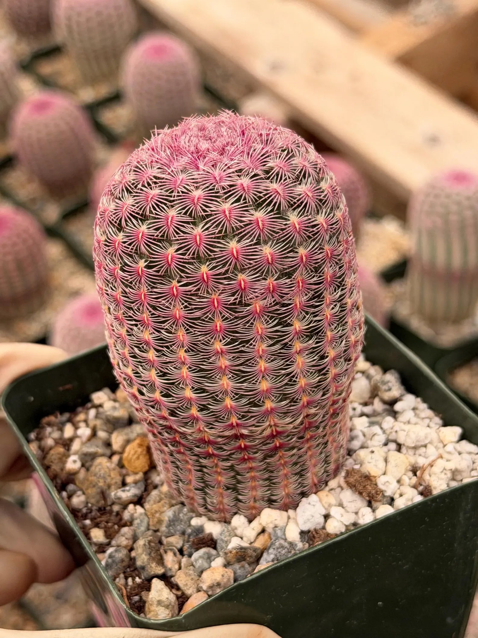 6” Rainbow Cactus | Seed Grown Rare Live Cactus Plant | Pink Colorful Cactus